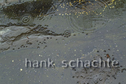 hank schachte